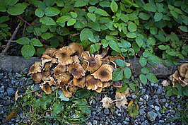 Bernhard Saalfeld - Fischen Rubi (7v9)